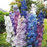 بذر گل زبان در قفا (دلفینیوم)الوان بسته 30 عددی