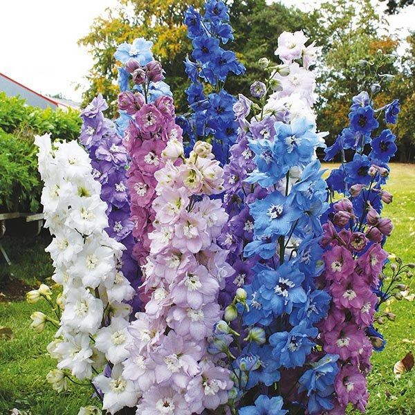 بذر گل زبان در قفا (دلفینیوم)الوان بسته 30 عددی