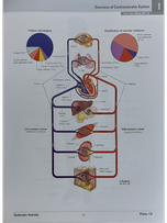 اطلس آناتومی نتر قطع وزیری Atlas of Human Anatomy Netter