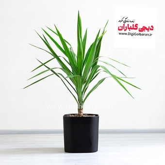 یوکا سر قلم درشت به همراه گلدان