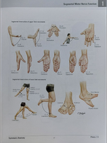 اطلس آناتومی نتر قطع وزیری Atlas of Human Anatomy Netter
