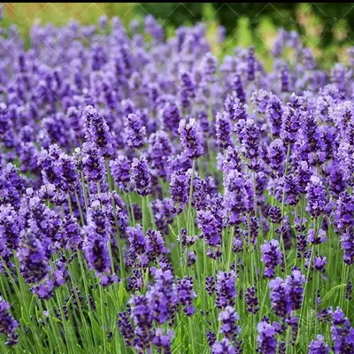 بذر اسطوخودوس بسته 150عددی