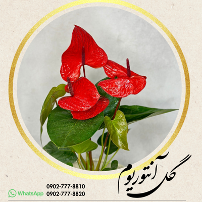 آنتوریوم بزرگ