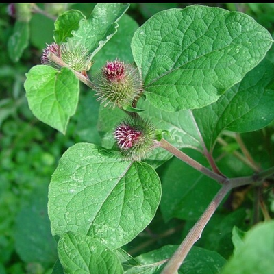 بذر بابا آدم درمانی بسته 20عددی