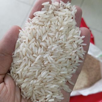 برنج شیرودی 10 کیلویی