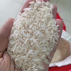 برنج شیرودی 10 کیلویی