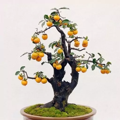 بذر به ژاپنی بسته 5 عددی