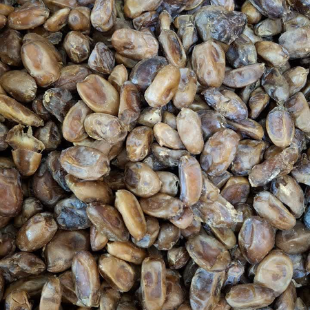 خرمای بی هسته