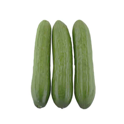خیار کیلویی