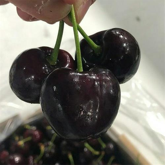 نهال گیلاس تک دانه مشهد