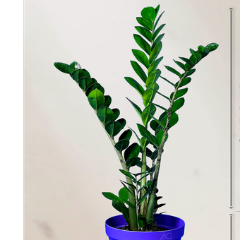 گیاه طبیعی زاموفیلیا سطل 4