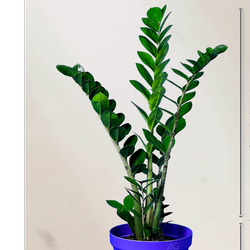 گیاه طبیعی زاموفیلیا سطل 4