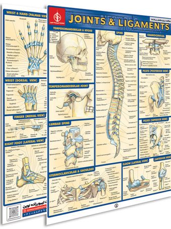 پوستر مطالعه سریع مفاصل و رباط ها