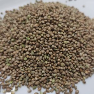 شاهدانه شور300گرمی سبوس