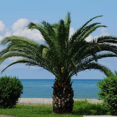 بذر نخل فونیکس بسته 10 عددی