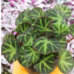 گیاه طبیعی بگونیا موکتی