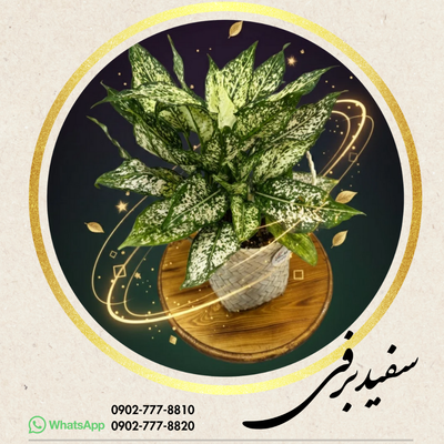 آگلانما سفید برفی