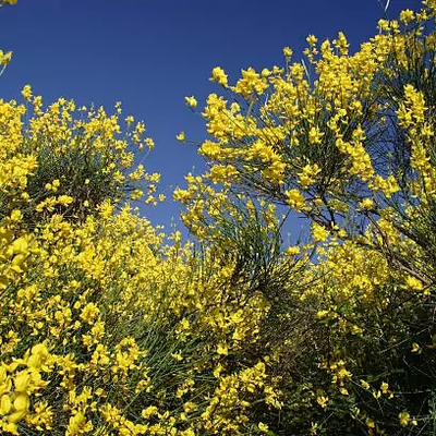 بذر یاس طاووسی معطر