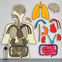 مولاژ بدن انسان لمینتی پازلی - آناتومی علوم