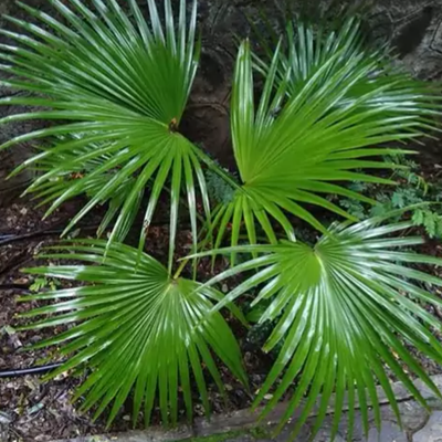 بذر نخل باد بزنی