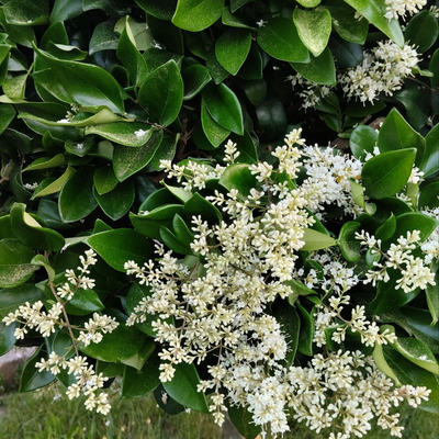 بذر یاس هلندی