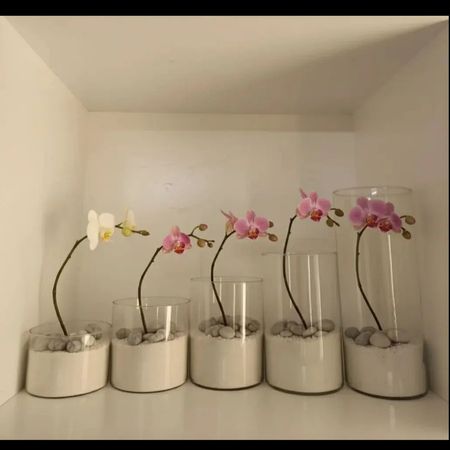 استوانه شقایق